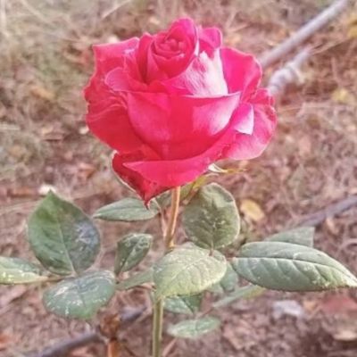 دانلود آهنگ قیزیل گولومون رنگی نیه سارالدی بال اوغلان اشرف اف دانلود آهنگ قیزیل گولومون رنگی نیه سارالدی بال اوغلان اشرف اف