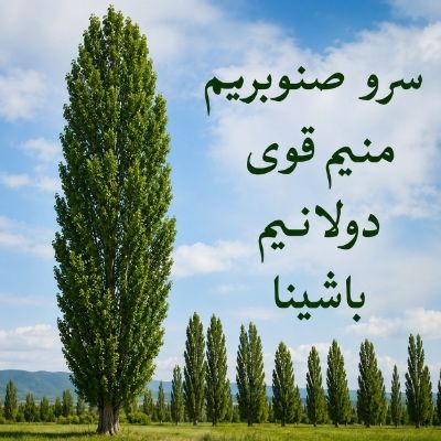 دانلود آهنگ سرو صنوبریم منیم قوی دولانیم باشینا از خوانندگان مختلف دانلود آهنگ سرو صنوبریم منیم قوی دولانیم باشینا از خوانندگان مختلف